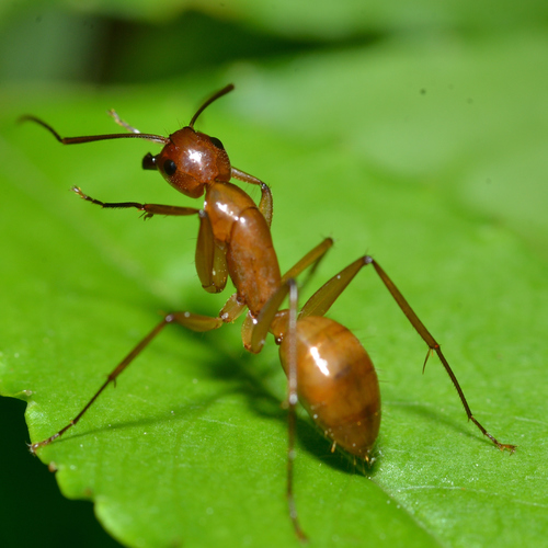 Chestnut Carpenter Ant