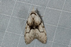 Nola delograpta