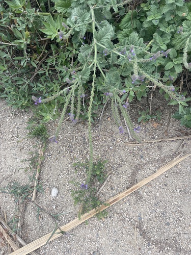 iNaturalist observation photo of western vervain
