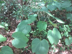 Vernicia fordii