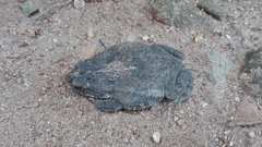 Rhinella humboldti