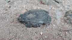 Rhinella humboldti