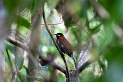 Entomodestes leucotis