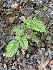 Spathodea campanulata