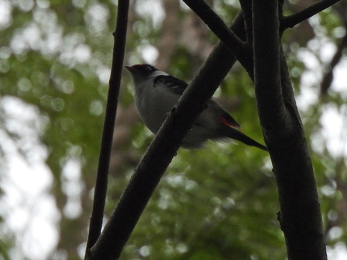 Pin-tailed Manakin