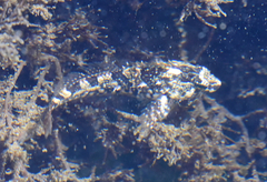 Oligocottus maculosus