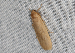 Scoliacma pactolias