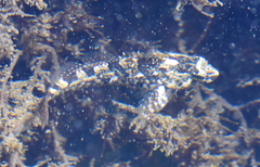 Oligocottus maculosus