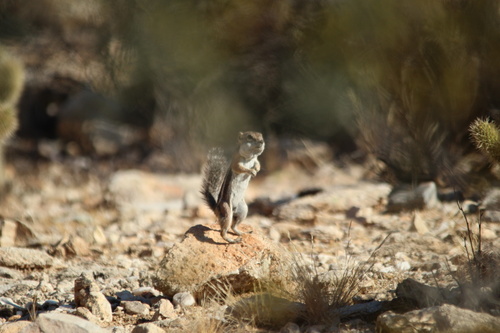 Harris' Antelope Squirrel observed by bradleyd07