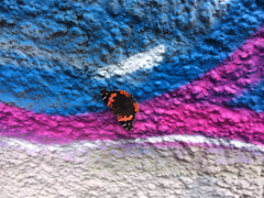 Vanessa vulcania