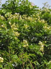 Berlinia grandiflora