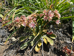 Lewisia cotyledon, photograph (c) Corey Shake, some rights reserved (CC BY)