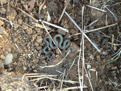 Diadophis punctatus similis