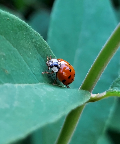 Asian Lady Beetle