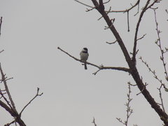 Poecile carolinensis