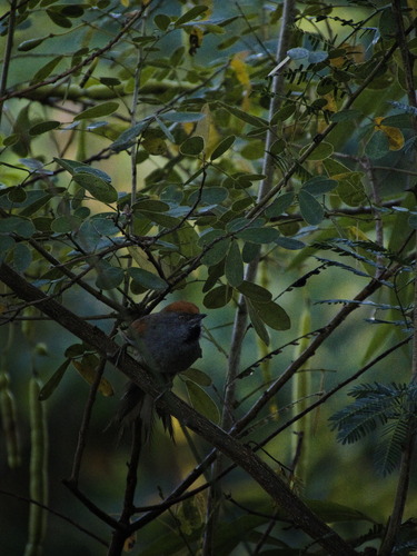 Spix's Spinetail (Synallaxis spixi), photo 7