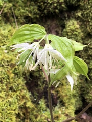 Prosartes maculata