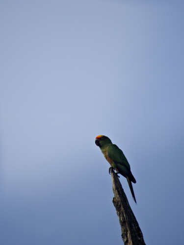Golden-capped Parakeet (Aratinga auricapillus), photo 8