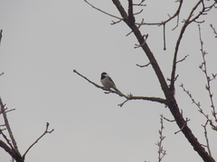 Poecile carolinensis
