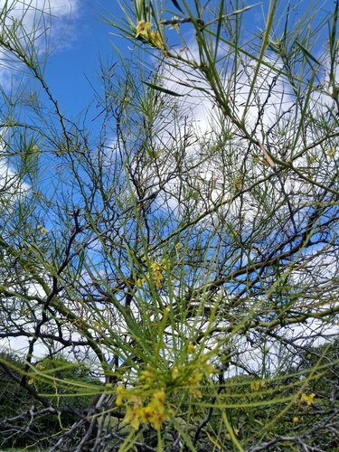 Mexican palo verde