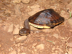 Hydromedusa tectifera