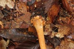 Amanita guzmanii