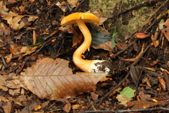 Amanita guzmanii