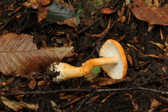 Amanita guzmanii