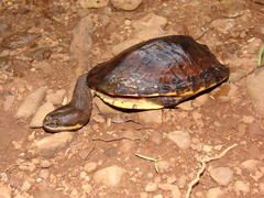 Hydromedusa tectifera