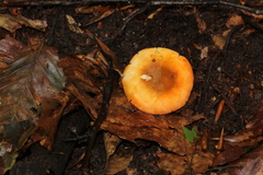Amanita guzmanii