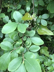 Vaccinium arboreum