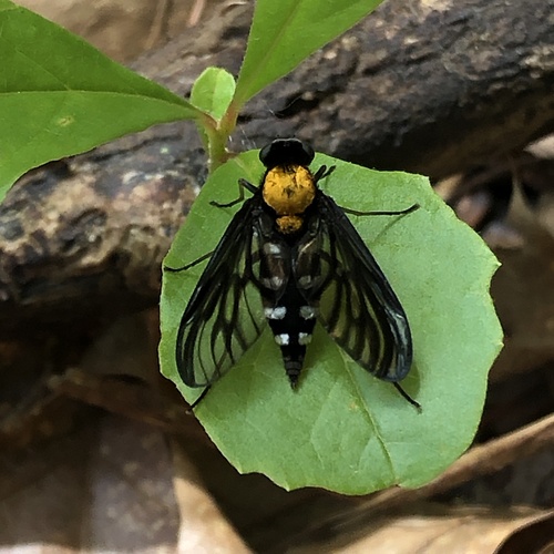 Golden-backed Snipe Fly