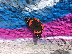 Vanessa vulcania