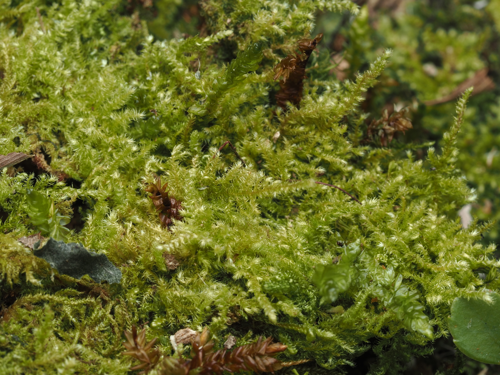 Ctenidium malacodes