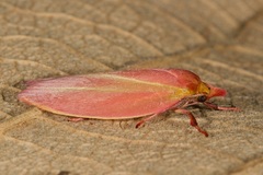 Wingia lambertella