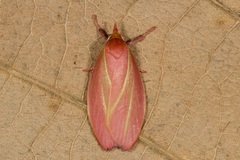 Wingia lambertella