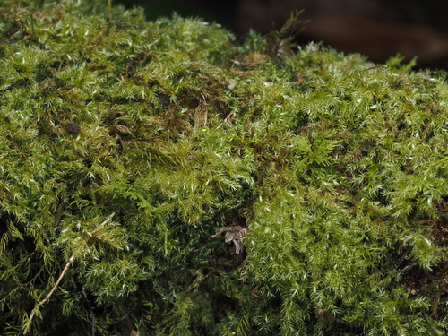 Mittenothamnium reptans observed 2026-03-20