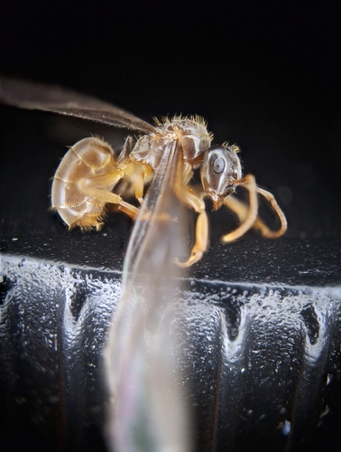Lasius bicornis