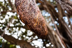 Ficus macrophylla columnaris