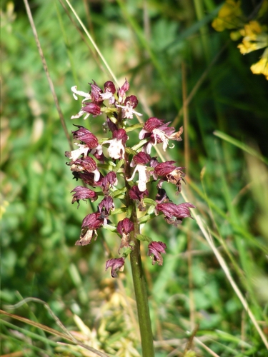 Lady Orchid