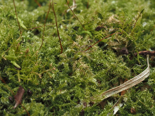 Mittenothamnium reptans observed 2026-03-20
