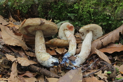 Leccinellum quercophilum