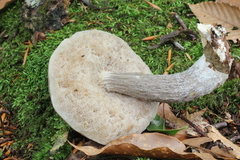 Leccinellum quercophilum