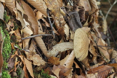 Leccinellum quercophilum
