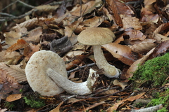 Leccinellum quercophilum