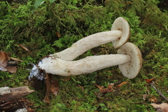 Leccinellum quercophilum
