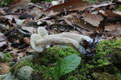 Leccinellum quercophilum