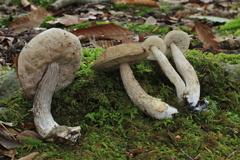 Leccinellum quercophilum