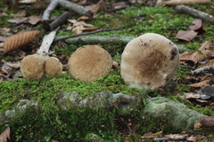 Leccinellum quercophilum