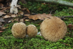 Leccinellum quercophilum